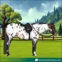 Horse Color:White Spotted Brown Appaloosa