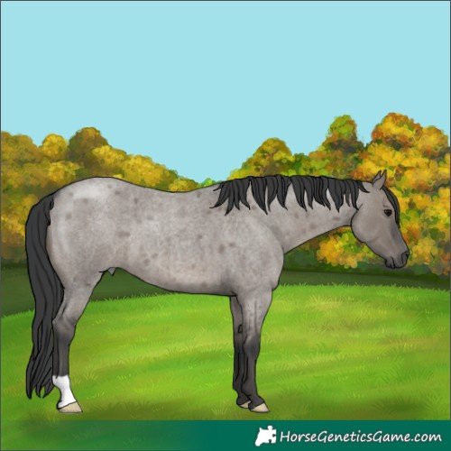 Horse Color:Grullo Roan 
