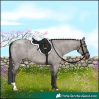 Horse Color:Grullo Roan 