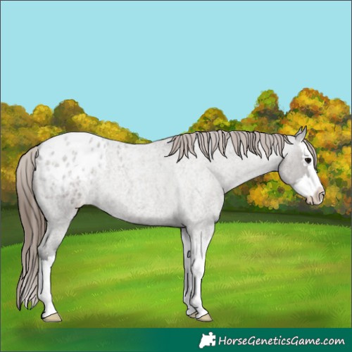 Horse Color:Grullo Roan Splash Appaloosa 