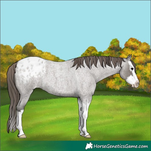 Horse Color:Grullo Roan Splash Appaloosa 