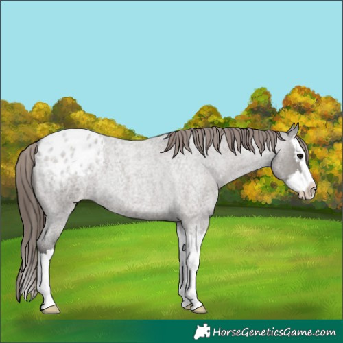 Horse Color:Grullo Roan Splash Appaloosa 