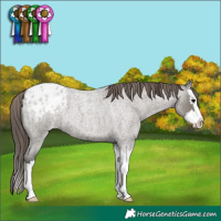 Horse Color:Grullo Roan Splash Blanket 