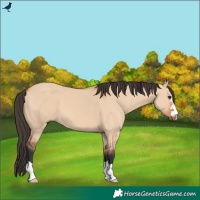 Horse Color:Bay Dun
