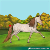Horse Color:Red Dun Roan