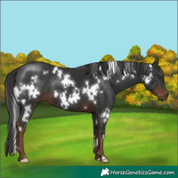 Horse Color:White Spotted Liver Chestnut 