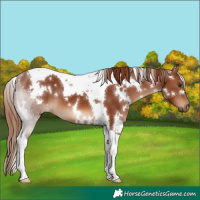 Horse Color:White Spotted Chestnut Tobiano 