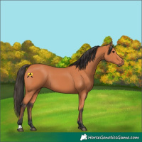 Horse Color:Bay 