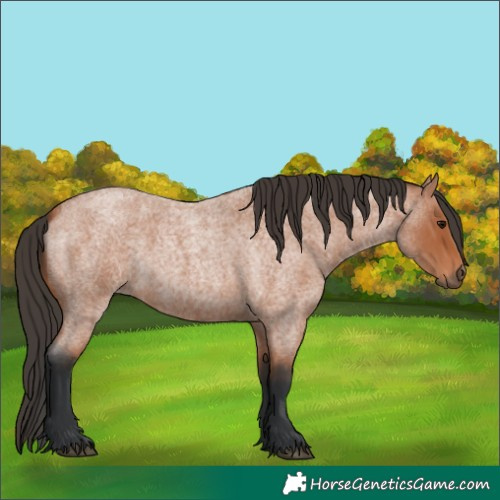 Horse Color:Bay Roan 