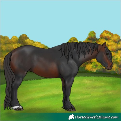 Horse Color:Brown 