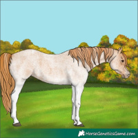 Horse Color:White Spotted Red Roan 