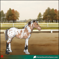Horse Color:White Spotted Bay Dun Appaloosa 