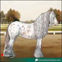 Horse Color:White Spotted Bay Dun Appaloosa