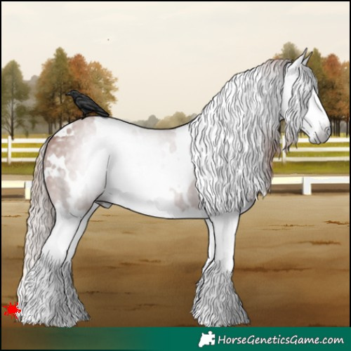 Horse Color:Gray White Spotted Chestnut Splash Appaloosa 