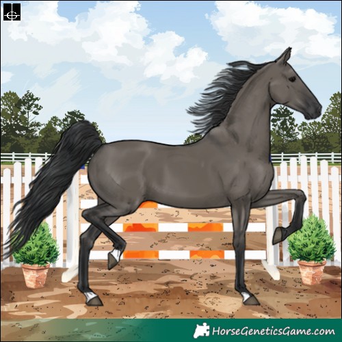 Horse Color:Grullo 
