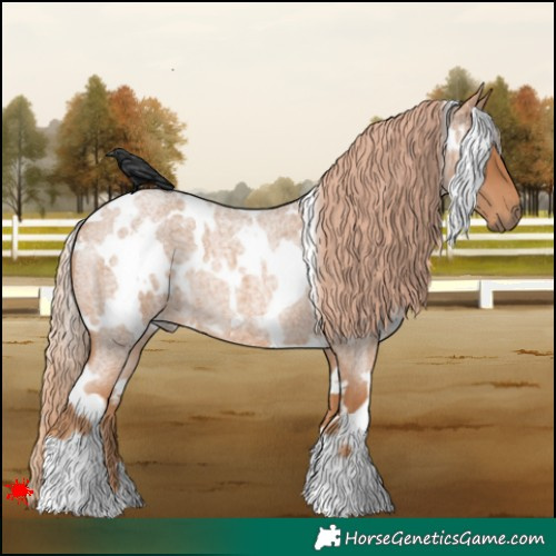 Horse Color:White Spotted Red Roan 