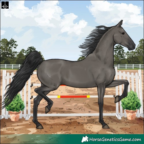 Horse Color:Grullo 