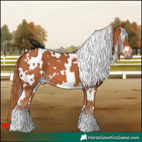 Horse Color:White Spotted Chestnut 