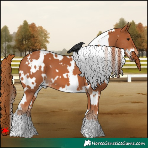 Horse Color:White Spotted Chestnut 