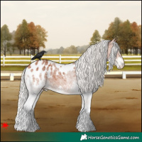 Horse Color:White Spotted Silver Bay Blanket 