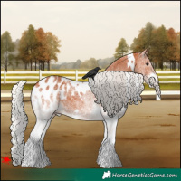 Horse Color:White Spotted Silver Bay Appaloosa 