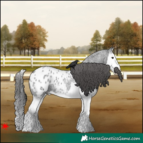 Horse Color:Blue Roan Splash Appaloosa 