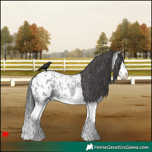 Horse Color:Blue Roan Splash Blanket 
