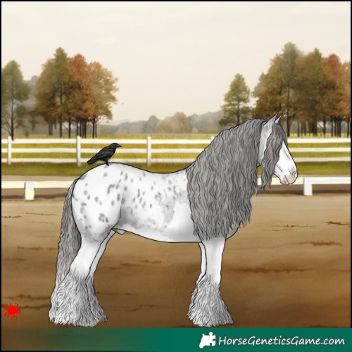 Horse Color:Blue Roan Splash Appaloosa 