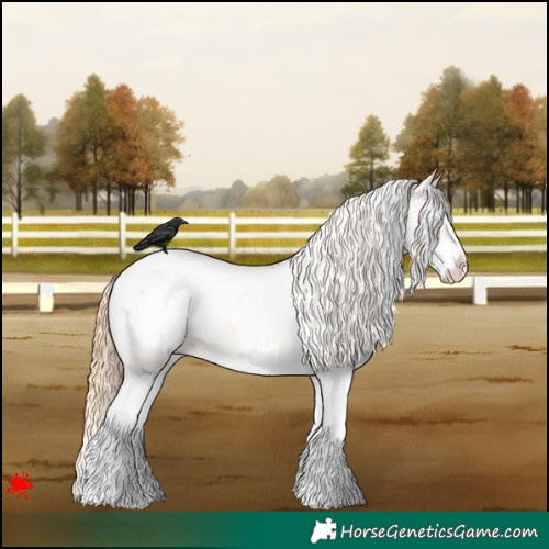 Horse Color:White Spotted Red Dun Splash Appaloosa 
