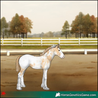 Horse Color:White Spotted Red Dun Splash Appaloosa 