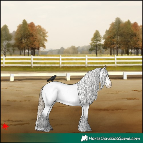 Horse Color:Buckskin Roan Appaloosa 