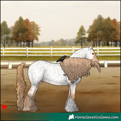 Horse Color:Chestnut Appaloosa