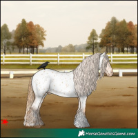 Horse Color:Chestnut Appaloosa 