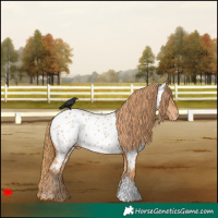 Horse Color:Chestnut Near Leopard