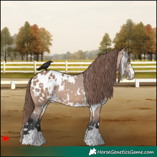 Horse Color:White Spotted Bay Dun Blanket 