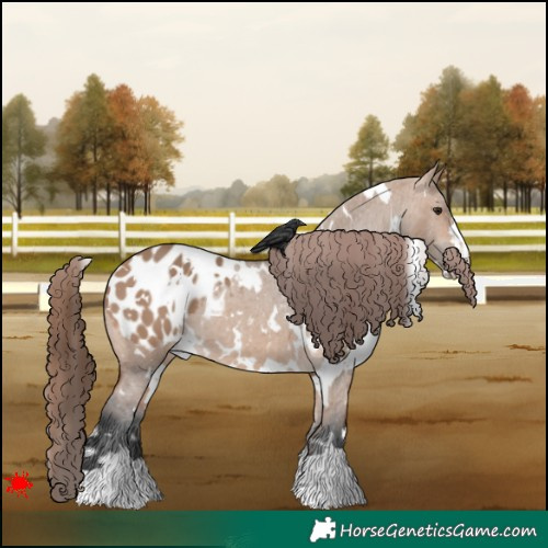 Horse Color:White Spotted Bay Dun Appaloosa