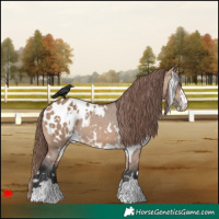 Horse Color:White Spotted Bay Dun Blanket 