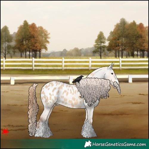 Horse Color:Red Dun Appaloosa 