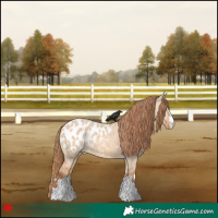 Horse Color:Red Dun Appaloosa 