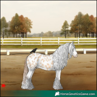 Horse Color:Red Dun Appaloosa 