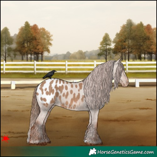 Horse Color:Red Dun Appaloosa 