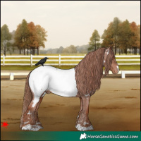 Horse Color:Chestnut Appaloosa 