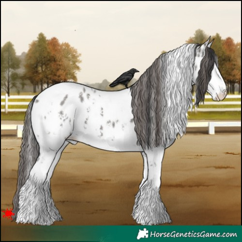 Horse Color:White Spotted Grullo Sabino Appaloosa