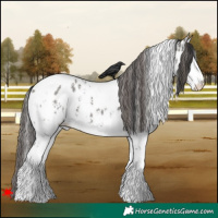 Horse Color:White Spotted Grullo Sabino Appaloosa