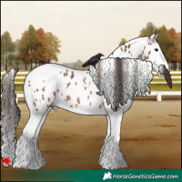 Horse Color:White Spotted Bay Splash Appaloosa Rabicano 