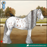 Horse Color:White Spotted Bay Splash Appaloosa Rabicano 