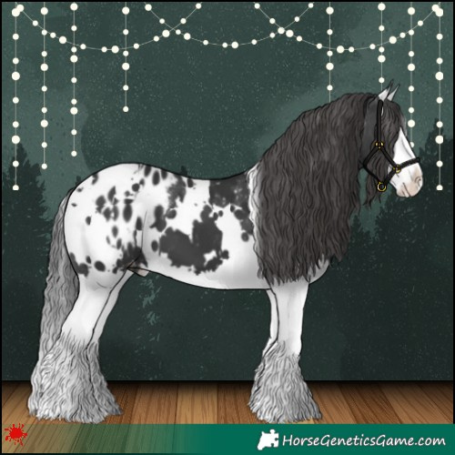 Horse Color:White Spotted Black Splash Appaloosa 