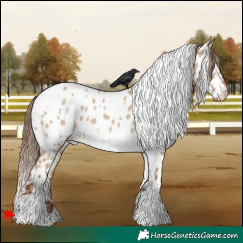 Horse Color:White Spotted Red Dun Appaloosa 