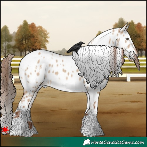 Horse Color:White Spotted Red Dun Appaloosa 