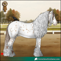 Horse Color:White Spotted Red Dun Appaloosa 